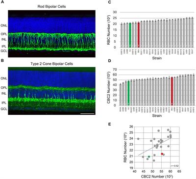 Xkr8 Modulates Bipolar Cell Number in the Mouse Retina